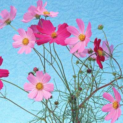 香港2023正版免费资料下载手机版